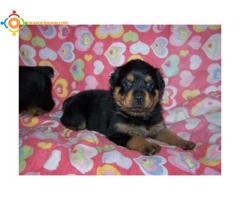 Chiot rottweiller pure race a vendre