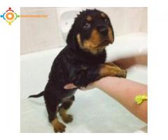 Chiot rottweiller pure race a vendre