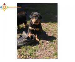 Chiot rottweiller pure race a vendre