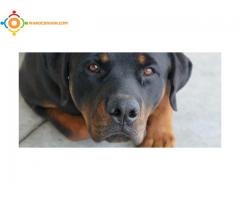 Chiot rottweiller pure race a vendre