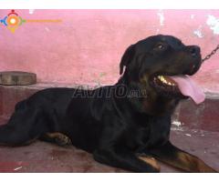 chiot rottweiller