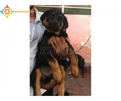 chiot rottweiller