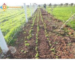 Terrain agricole 1 Ha