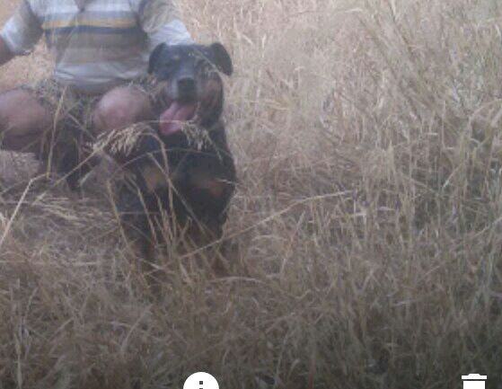 Rottweiler 2ans