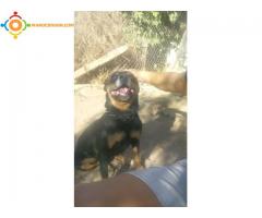 Rottweiler 2ans