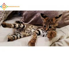 Chatons de savane disponibles