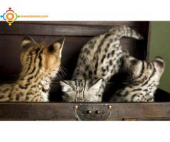 Chatons de savane disponibles