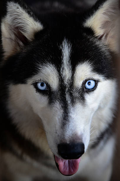 husky