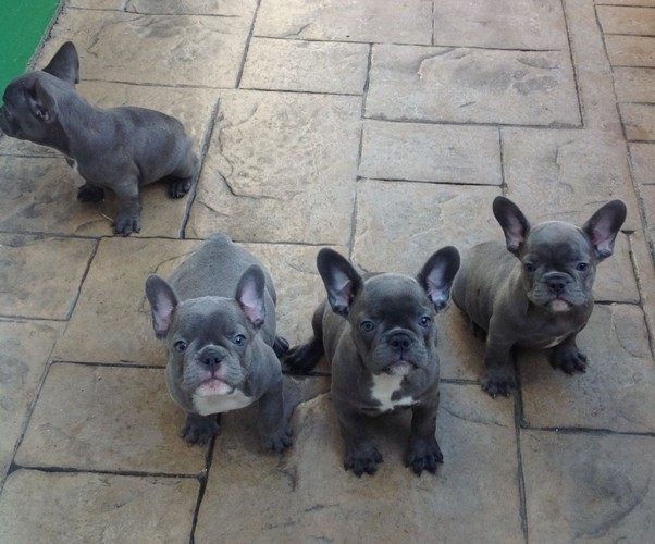 5 Chiots Bouledogue Français Bleu Lof