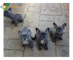 5 Chiots Bouledogue Français Bleu Lof