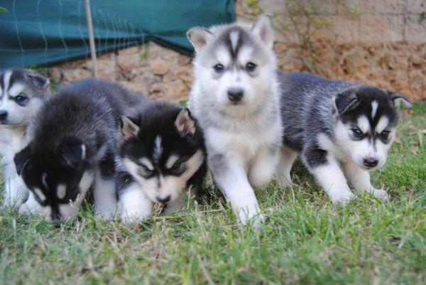 5 Chiots Husky Siberien Lof