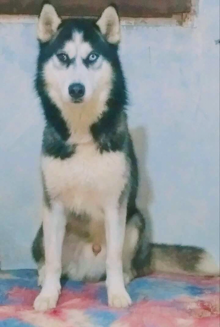 Husky male