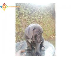 Chiots Cane Corso