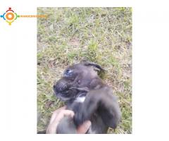 Chiots Cane Corso