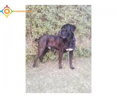 Chiots Cane Corso