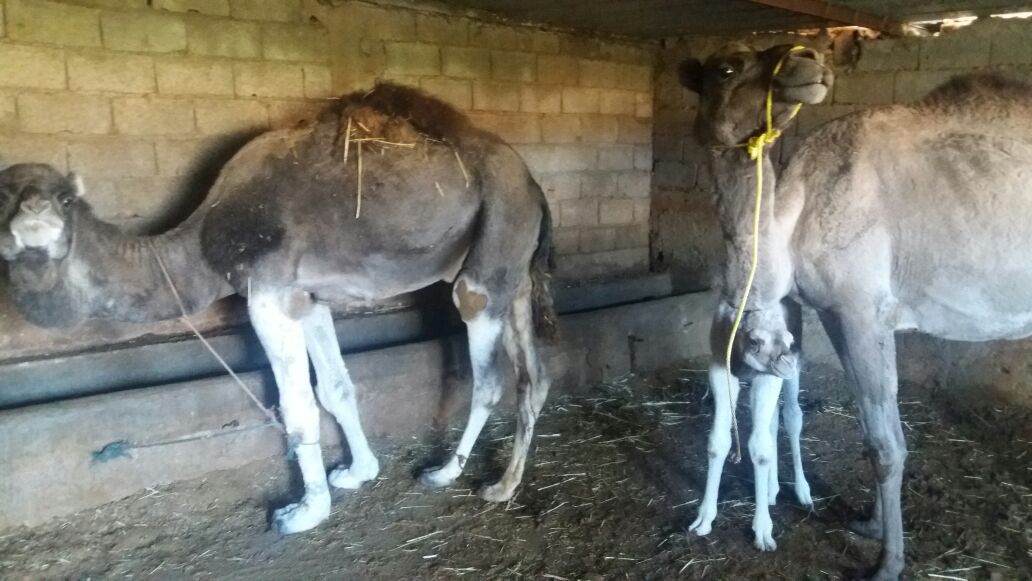 2 DROMADAIRE PLUS UN CHAMELON A VENDRE