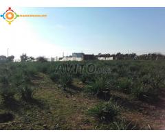 TERRAIN AGRICOLE de 9089 m2 à SIDI ALLAL BAHRAOUI