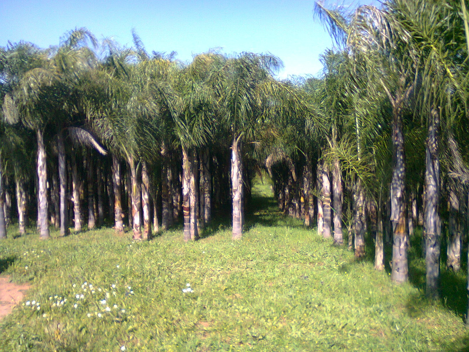 Palmiers cocos et washingtonia à Rabat