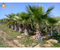 Palmiers cocos et washingtonia à Rabat
