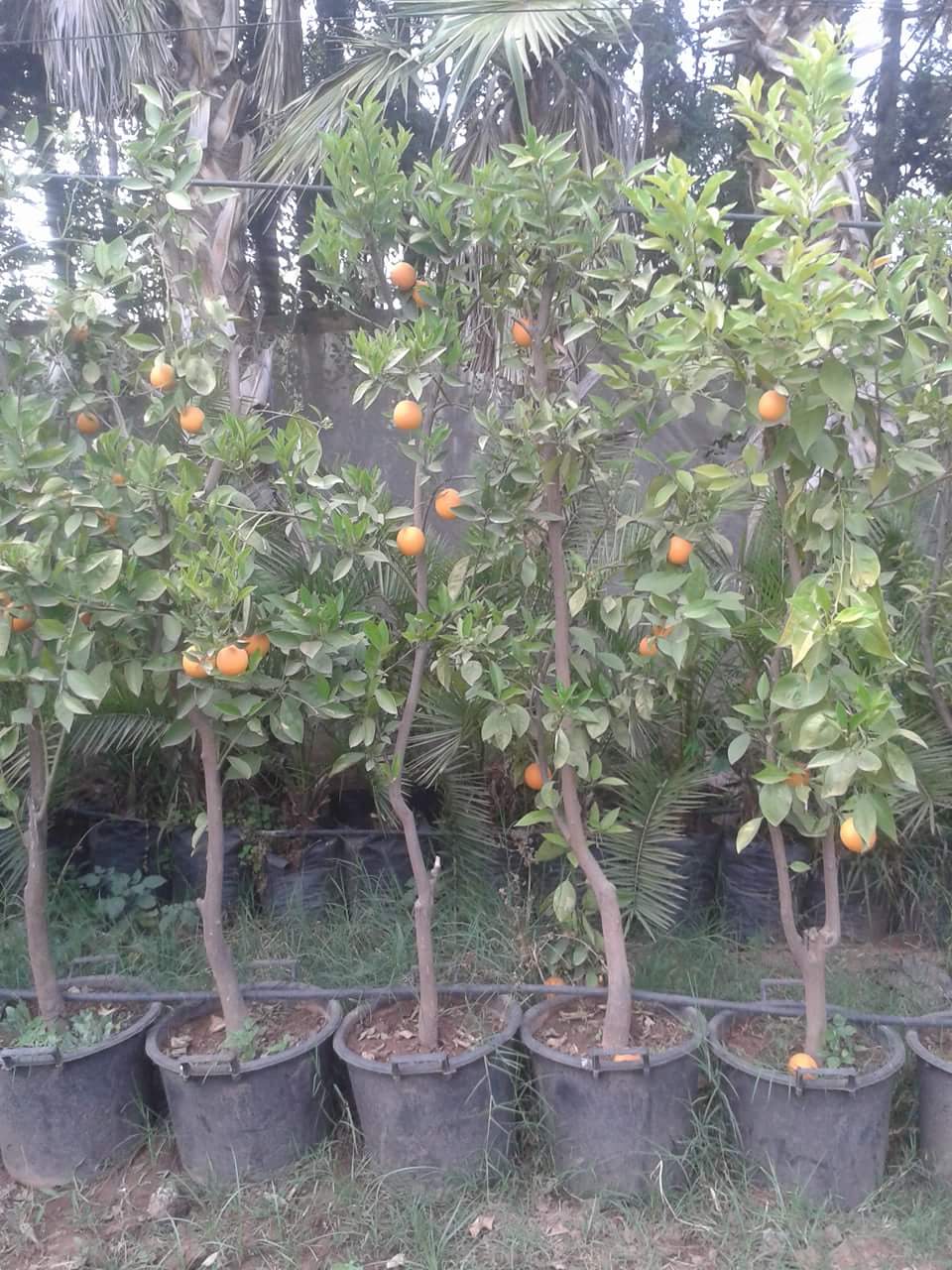oranger fruitiers (photo réelle)