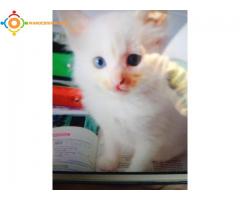 Chaton Angoran blanc aux yeux bleus.