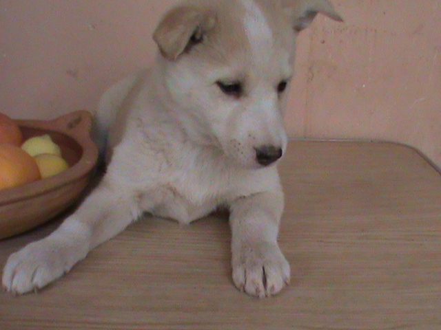 Adorables chiots âgés de 2 mois