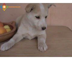 Adorables chiots âgés de 2 mois