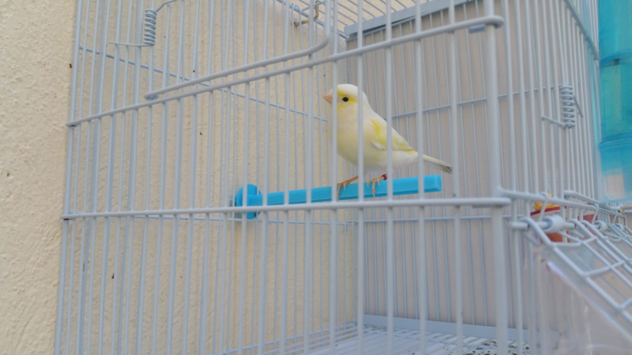 Canari