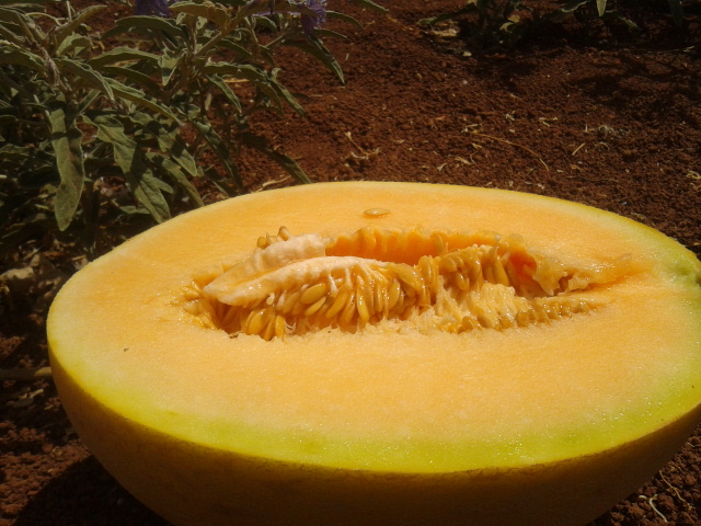 إنتاج البطيخ والأناناس للبيع   في بني ملال