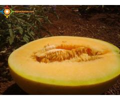 إنتاج البطيخ والأناناس للبيع   في بني ملال