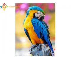 perroquet ara bleu et jaune araruna