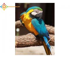 perroquet ara bleu et jaune araruna