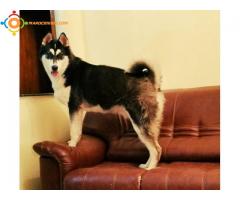 husky siberien mâle masque royal race pure