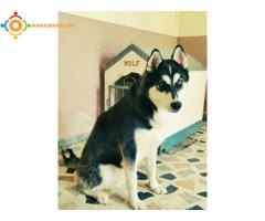 husky siberien mâle masque royal race pure