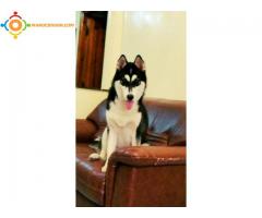 husky siberien mâle masque royal race pure