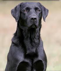 labrador 2 ans