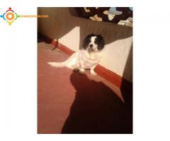 Epagneul king cavalier (chien de pur race)