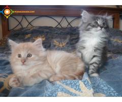 MAGNIFIQUES CHATONS NORVEGIENS LOOF