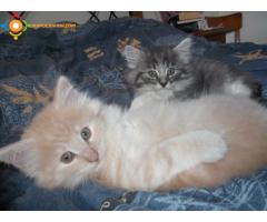 MAGNIFIQUES CHATONS NORVEGIENS LOOF