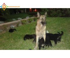 Chiots malle Berger allemand