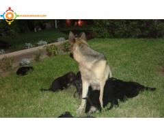 Chiots malle Berger allemand