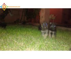 Chiots malle Berger allemand