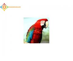 perroquet ara choloroptere rouge