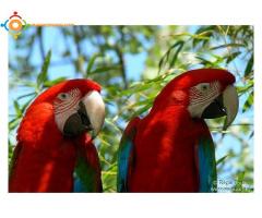 perroquet ara choloroptere rouge