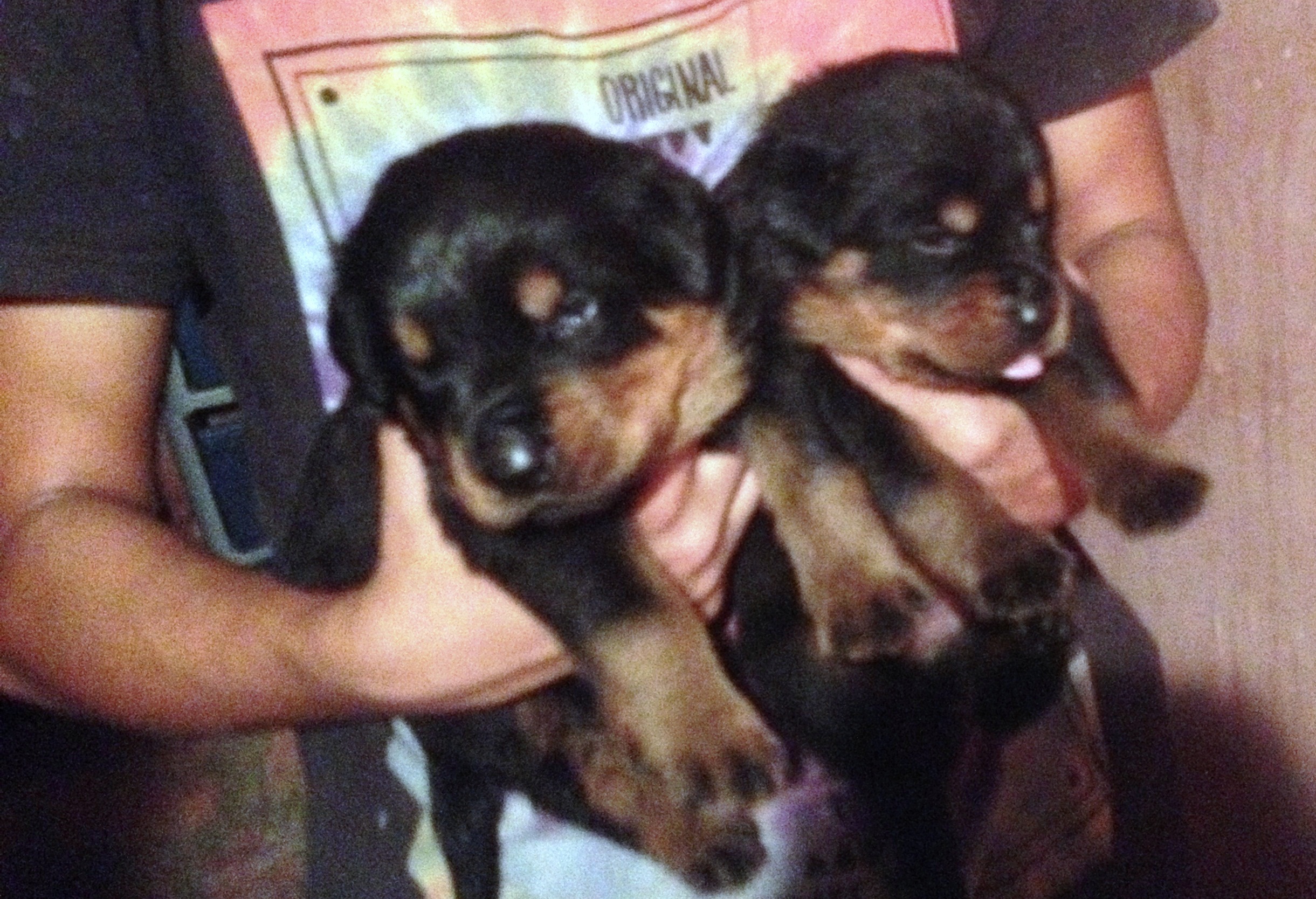 Rottweiler Rottweiler