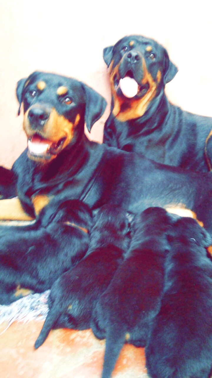 Rottweiler chiot