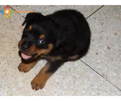 Rottweiler chiot