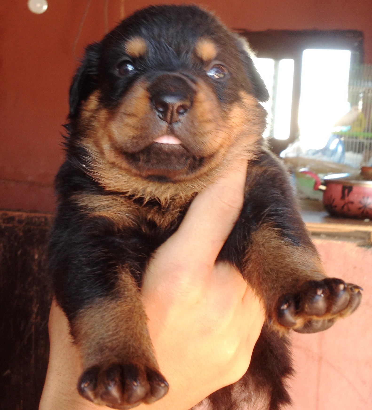 rott