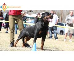 rottweiler