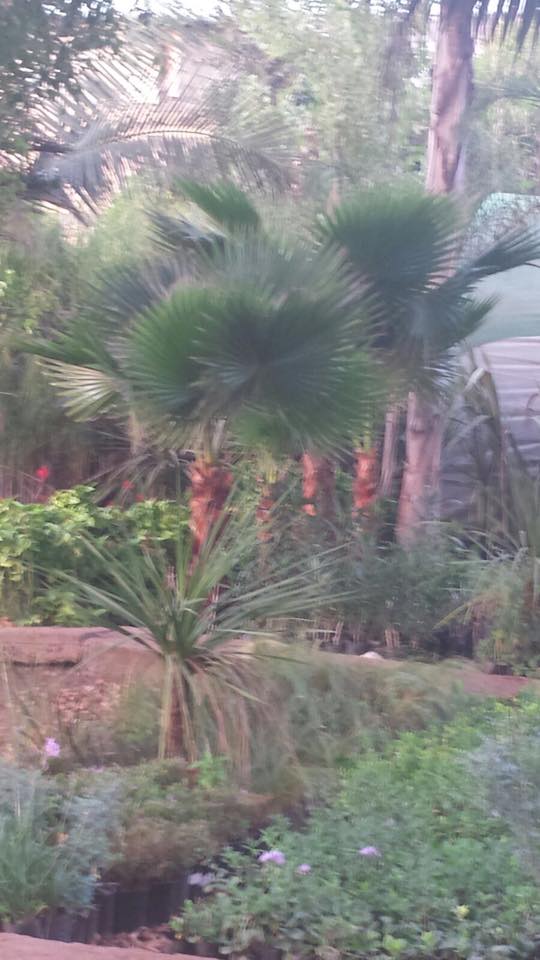 Grande vente de liquidation de plantes Grande vente de liquidation de plantes